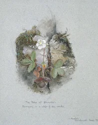 Eine wilde Erdbeerpflanze, 5. - 6. Juni 1873